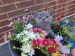 Chaton femelle British Shorthair