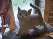 Chaton femelle British Shorthair