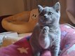 Chaton femelle British Shorthair