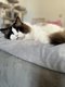 Magnifique Ragdoll très affectueux ( avec...