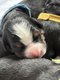 Chiots bouvier bernois