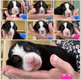 Chiots bouvier bernois