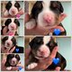 Chiots bouvier bernois
