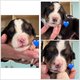 Chiots bouvier bernois