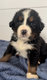 Chiots bouvier bernois