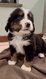 Chiots bouvier bernois