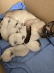Magnifiques chatons siamois
