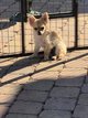 Chihuahua poils long