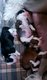 Adorables bébés Chiens Chinois à Crête