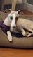 Magnifique femelle whippet tourterelle bleuté 7...