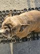 Femelle bouledogue français