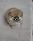 Magnifique spitz nain vendre disponible pour avril