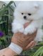 Magnifique spitz nain vendre disponible toute...
