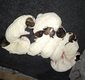 Chiots Jack Russel Terrier