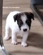 Chiots Jack Russel Terrier