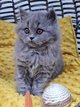 British longhair