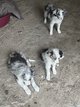Chiots Border Collie à vendre