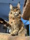 Femelle brown tortie Maine Coon
