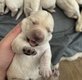 Chiots labradors blonds à adopter