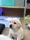 Chiots labradors blonds à adopter