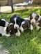 Chiots border collie à vendre