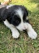 Chiots border collie à vendre