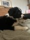 Chiots border collie à vendre