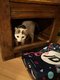 Jeune chat femelle à donner