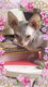 Sphynx