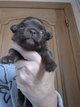 Chihuahua poils long