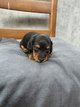 2 petit kaninchen poil longs