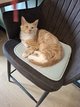 Un magnifique Maine Coon croisé à acquérir