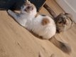 Un magnifique Maine Coon croisé à acquérir