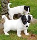 Chiots Jack-Russell