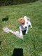 Chiots Jack-Russell