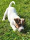 Chiots Jack-Russell
