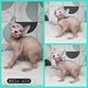 Sphynx