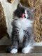 6 Magnifiques chatons Maine Coon