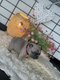 Chiots Bouledogue français