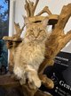 Maine Coon