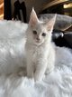 Maine Coon (mâles)