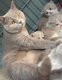 Magnifique British shorthair bicolore lilac