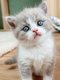 Magnifique British shorthair bicolore lilac