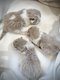 Magnifique British shorthair bicolore lilac