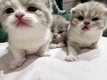 Magnifique British shorthair bicolore lilac