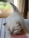 Chatons sacré de Birmanie