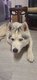Chien Husky à vendre