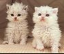 Chatons Selkirk Rex