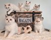 Chatons Selkirk Rex
