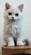 Chatons Selkirk Rex